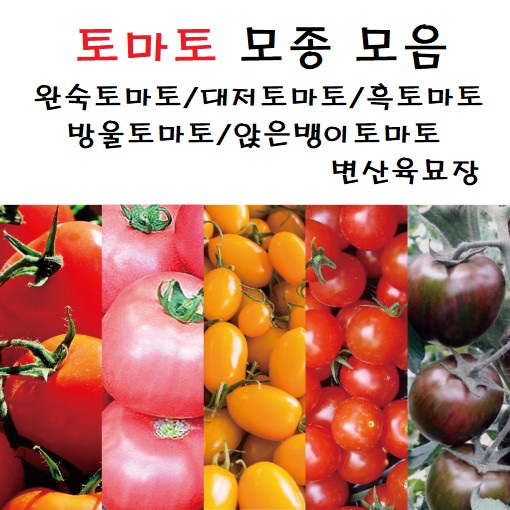 [변산육묘장] 토마토 모종 모음전 (빨강완숙/흑토마토/대저토마토/대추방울/동글방울)