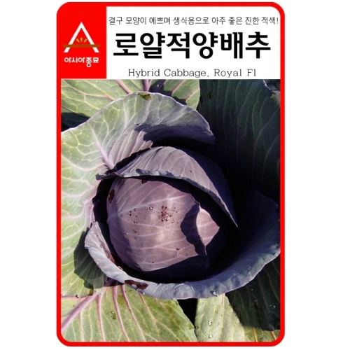 [아시아종묘] 적양배추-로얄 (100립)