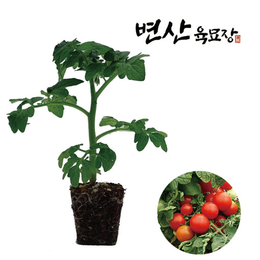 [변산육묘장] 토마토 모종 - 앉은뱅이토마토 (빨강)